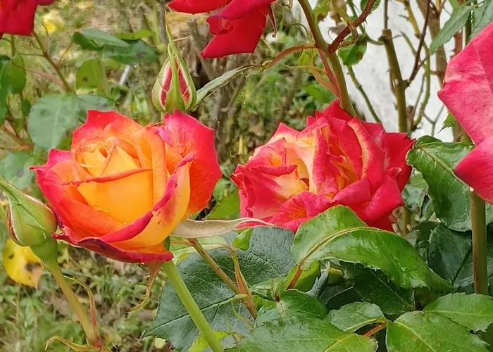 La Carte Postale Oye-Plage