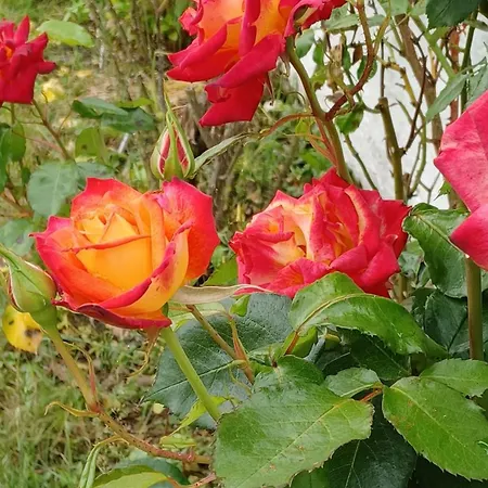 La Carte Postale Oye-Plage