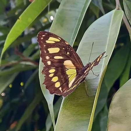 Frühstückspension La Carte Postale 4*